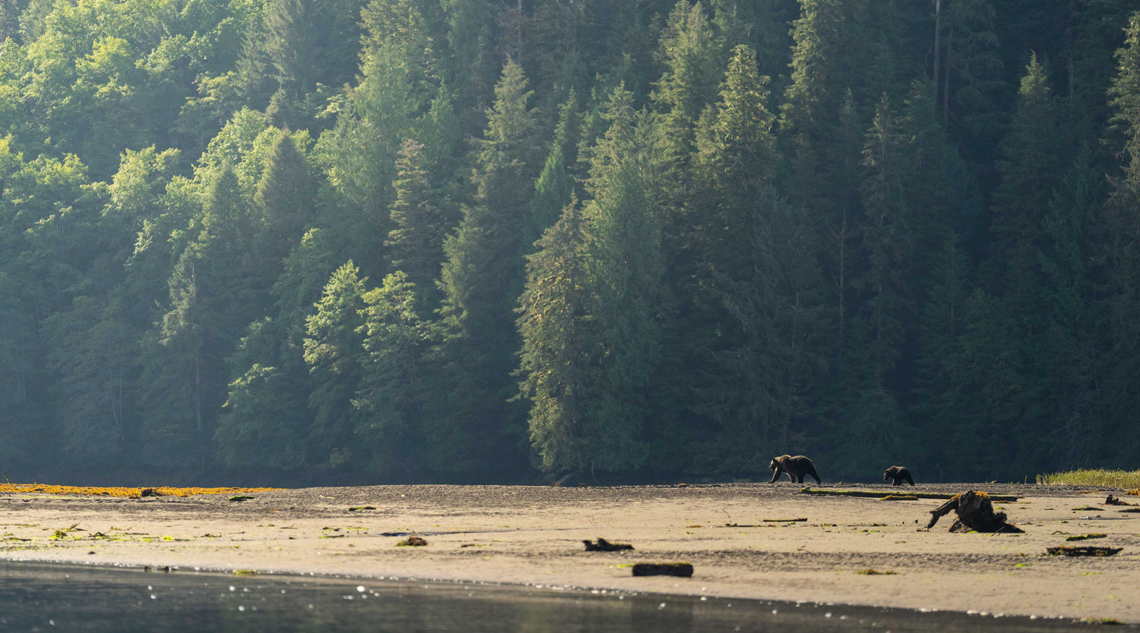 brown-bears-coastal-forest-beach Orsi bruni lungo la costa con foresta sullo sfondo