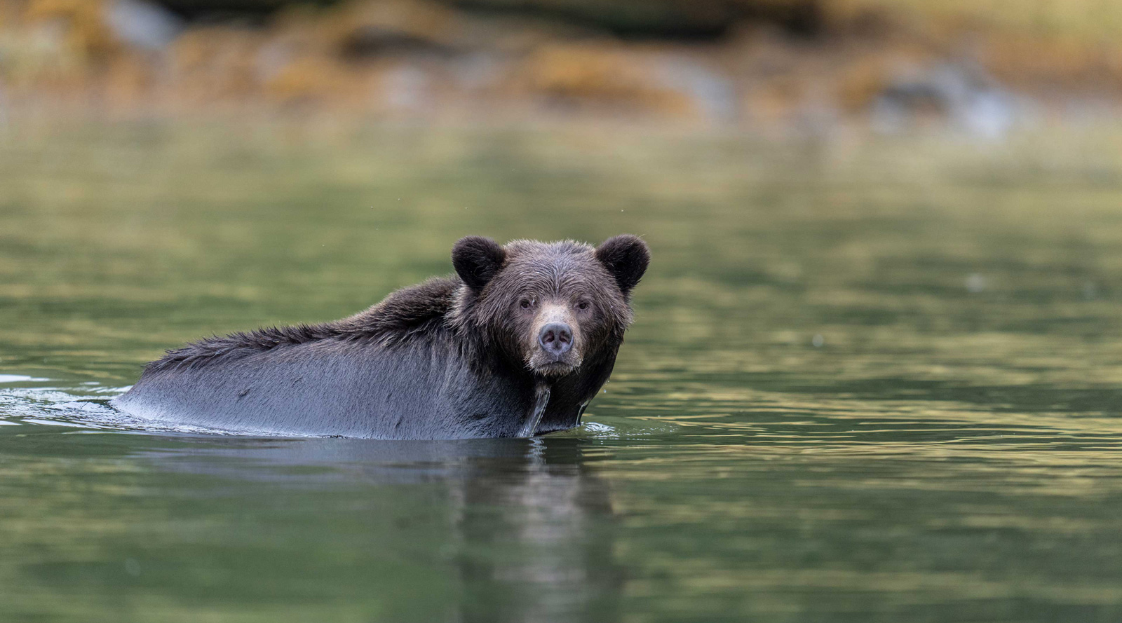 brown-bear-standing-river Orso bruno in piedi nell’acqua di un fiume