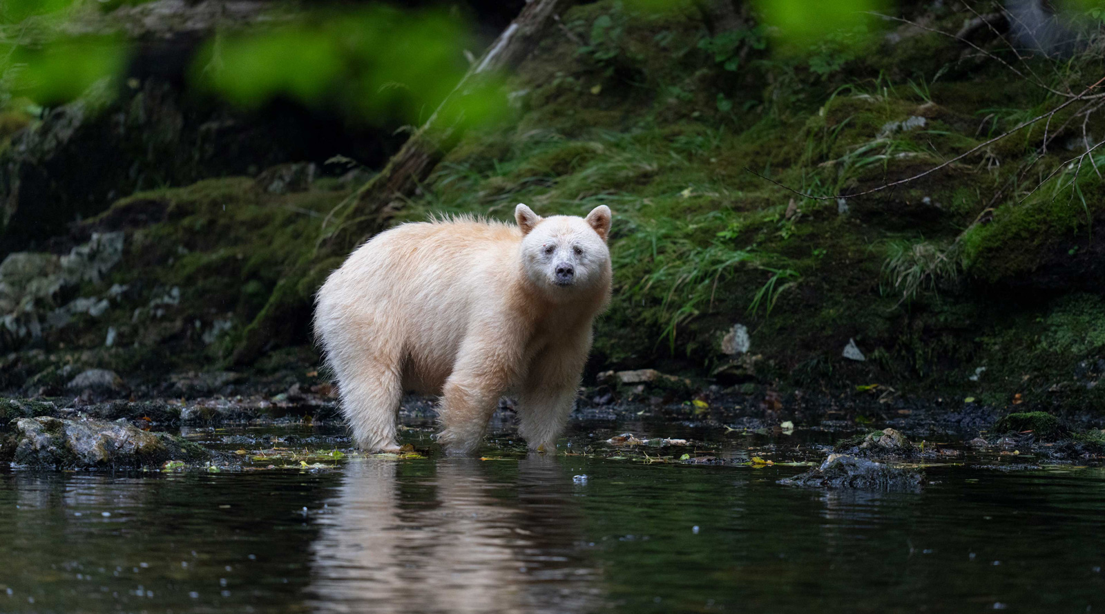 light-brown-bear-river Orso chiaro in piedi in un fiume